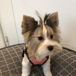 Remi - Yorkshire Terrier