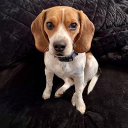 Marley - Beagle