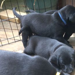 Boy 3 - Black Labrador Retriever puppy in Hilliards, Pennsylvania from Del-Star Kennels