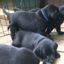 Boy 3 - Black Labrador Retriever puppy in Hilliards, Pennsylvania from Del-Star Kennels