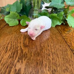 Nacho - Parti female Goldendoodle puppy in Cherry Tree, Pennsylvania from Plum Creek Acres Next Generation
