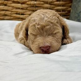 Kipp - Apricot male Goldendoodle puppy in Willacoochee, Georgia from Kitandkboodle's Doodles