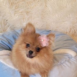 Chiquita - Orange sable female Pomeranian puppy in Riverside, California from Marie's Sweetie Poms