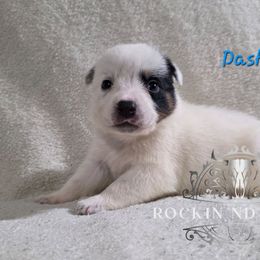 Dasher - Blue female Australian Cattle Dog puppy in Silsbee, Texas from Rockin ND Ranch