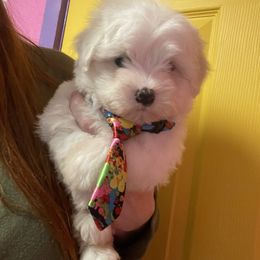 Male puppy1 - White male Coton de Tulear puppy in Yuba City, California from Sutter Buttes Coton De Tulear