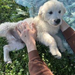 Golden Retriever Puppies from Paris Golden Puppies