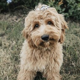 Goldendoodles from First Coast Goldendoodles
