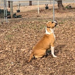 Girl 1 - Red American Staffordshire Terrier puppy in California from Intermountain American Staffordshire Terriers