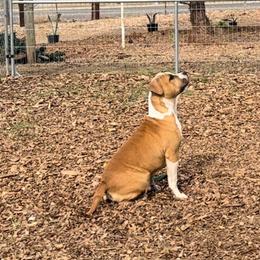 Girl 1 - Red American Staffordshire Terrier puppy in California from Intermountain American Staffordshire Terriers