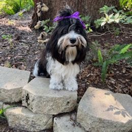 Havanese Puppies from Highland Hills Havanse