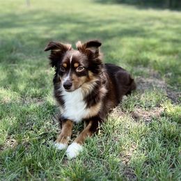 Sue - Miniature Australian Shepherd