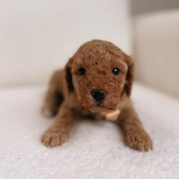 Poodle Puppies from Bruno & Co. Puppies