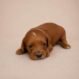 Elsa - Red  female Goldendoodle puppy in Floyd, Virginia from Hearts and Paws Poodles and Doodles