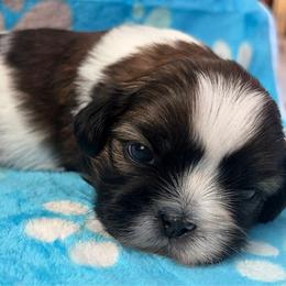 Boy 1 - Tricolor male Shih Tzu puppy in Hemet, California from Aloha Shih Tzu