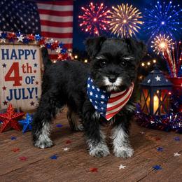 CP Pink AKC Toy - Black and silver female Miniature Schnauzer puppy in Benson, North Carolina from A Bundle of Love
