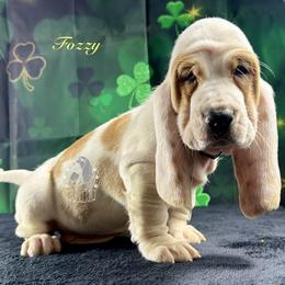 Fozzy - Lemon and white male Basset Hound puppy in Dingess, West Virginia from Tuckers' Howling Hounds