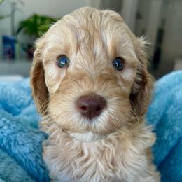 Grey collar apricot boy - Apricot male Goldendoodle puppy in Peoria, Arizona from Az Doodle Mom
