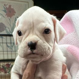 Pumpkin - White female Boxer puppy in Elyria, Ohio from Just-A-Wyn Boxers