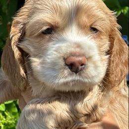Cocker Spaniels from Adriana's Cocker Spaniels