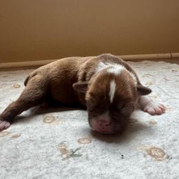 Pink collar - Red female Boston Terrier puppy in Winnie, Texas from Tina Terry's Boston Terriers