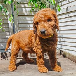 Baker - Apricot male Goldendoodle puppy in Everett, Washington from Big Top Doodles