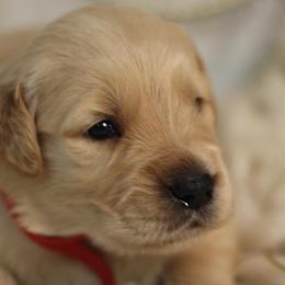 Golden Retriever Puppies from UnrivaledGoldens