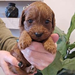 Dior - Red  female Goldendoodle puppy in Fordland, Missouri from K&K's Puppy Kingdom