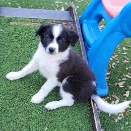 Dew 2500 - Black and white female Border Collie puppy in Morgan, Texas from Shooting Star Ranch
