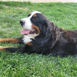 Bernese Mountain Dogs from Betta With Jetta