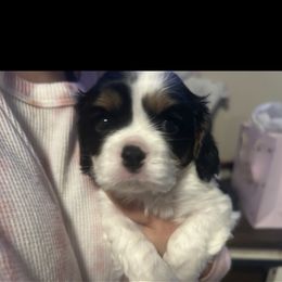Cavalier King Charles Spaniel Puppies from AKC Cavalier King Charles spaniel Brenda’s puppies