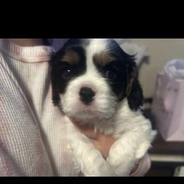 Cavalier King Charles Spaniel Puppies from AKC Cavalier King Charles spaniel Brenda’s puppies