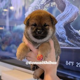 INOSUKE - Sesame male Shiba Inu puppy in Minnesota from BonsaiShibas