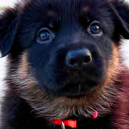 STARX - Black and red male German Shepherd puppy in Yorkville, Illinois from Vom Archbold Haus World Class German Shepherds