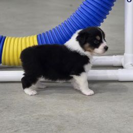 Urban - Black tri-color male Australian Shepherd puppy in Jameson, Missouri from Sky Creek