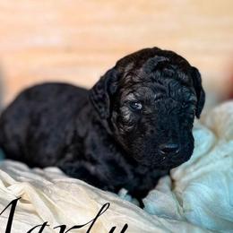 Marty - Silver male Poodle puppy in Greenville, North Carolina from Grace Poodles