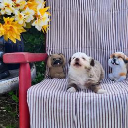 Flower - Red merle female Miniature Australian Shepherd puppy in Gainesboro, Tennessee from Family Tradition