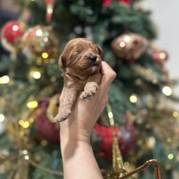 Chérie - Red female Cavapoo puppy in Queen Creek, Arizona from Dulcito Doodles