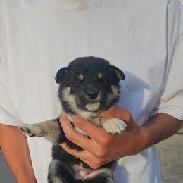 Sienna - Black and tan female Shiba Inu puppy in Moreno Valley, California from SoCal ShibaInu