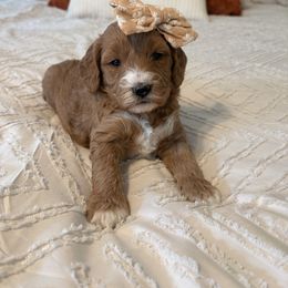 Angel - Red  female Goldendoodle puppy in Sallisaw, Oklahoma from Huddle Puppies