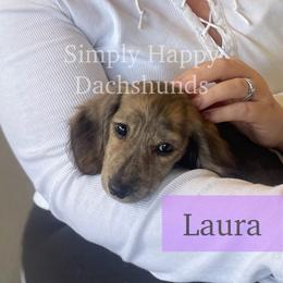 Cream Brindle Longhair - Pet Only CKC - Ready To Go - Laura - Cream female Dachshund puppy in Pauls Valley, Oklahoma from Simply Happy Dachshunds