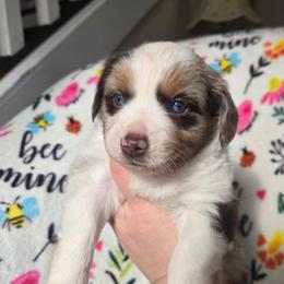 Aurora - Red merle female Miniature Australian Shepherd puppy in Danville, Indiana from Wingler Acres Mini Aussies