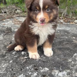 Gus - Red tri male Miniature Australian Shepherd puppy in Berryville, Arkansas from 2Lazy2P Mini Aussies