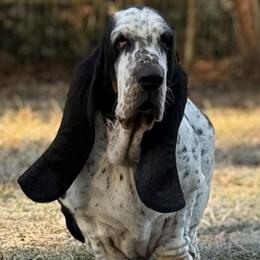 Penelope - Basset Hound