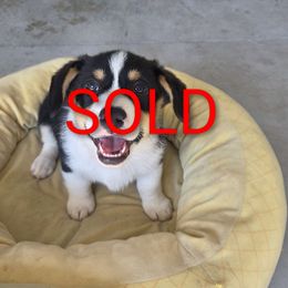 Cory - White and black male Pembroke Welsh Corgi puppy in Muskegon, Michigan from Zion's Michigan Acres