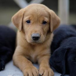 Labrador Retriever Puppies from UC Labradors
