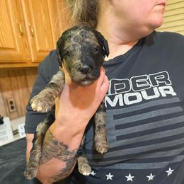 Klaus - Merle male Goldendoodle puppy in Petersburg, West Virginia from Wv Diva Doodles