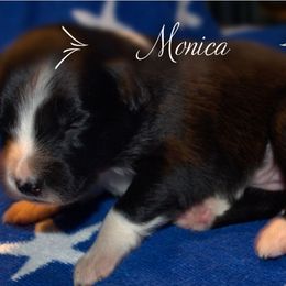 Australian Shepherd Puppies from Copper Kettle Ranch