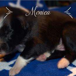 Australian Shepherd Puppies from Copper Kettle Ranch