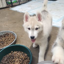 Siberian Husky Puppies from Spirit of the Moon Siberians