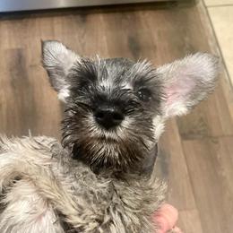 Echo - Salt and pepper female Miniature Schnauzer puppy in Interlachen, Florida from Pam's Schnauzers